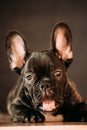 Young Black French Bulldog Dog Puppy With White Spot Yawning Indoor Royalty Free Stock Photo