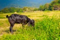 A young black goat grazes in a meadow Royalty Free Stock Photo