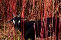 A young black goat among the grass with red stems looks at the camera. Photo with copy space. Agriculture, farming Royalty Free Stock Photo