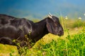 A young black goat grazes in a meadow