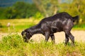 A young black goat grazes in a meadow Royalty Free Stock Photo