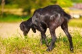 A young black goat grazes in a meadow Royalty Free Stock Photo