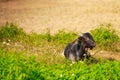 A young black goat grazes in a meadow Royalty Free Stock Photo
