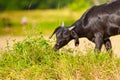 A young black goat grazes in a meadow Royalty Free Stock Photo