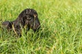 Young black goat lying on the grass Royalty Free Stock Photo