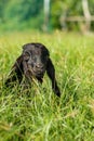 Young black goat lying on the grass looking at the camera Royalty Free Stock Photo