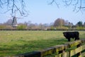 Young black Highland cattle cow and old Dutch wind mill in North Brabant Royalty Free Stock Photo