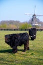 Young black Highland cattle cow and old Dutch wind mill in North Brabant Royalty Free Stock Photo