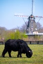 Young black Highland cattle cow and old Dutch wind mill in North Brabant Royalty Free Stock Photo