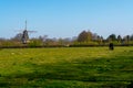 Young black Highland cattle cow and old Dutch wind mill in North Brabant Royalty Free Stock Photo