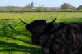 Young black Highland cattle cow and old Dutch wind mill in North Brabant Royalty Free Stock Photo