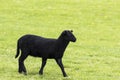 Young black horned lamb walking to the right Royalty Free Stock Photo