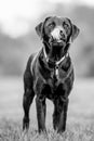 Young Black Labrador full body standing licking its nose, tongue out