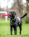 Young black Labrador holding a frisby looking off to the side Royalty Free Stock Photo