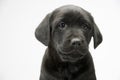 Black lab puppy on white seamless