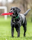 A young black Labrador in a rainbow collar holding a frisby