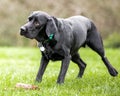 A young black Labrador in a rainbow collar walking sadly across a field