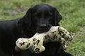 A Young Black Labrador Retriever with his favorite Toy