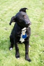 Young Black Labrador Retriever Mix Dog Head Sideways Royalty Free Stock Photo