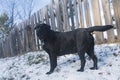 A young black labrador retriever stands by a wooden fence in winter. Black Labrador on a family walk in the village