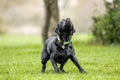 Young Black Labrador seeing something to catch. maybe a ball or frisby