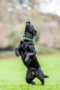 Young Black Labradorseeing something to chase. maybe a ball or frisby Royalty Free Stock Photo