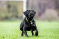 Young Black Labradorseeing something to chase. maybe a ball or frisby