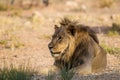 Young black-maned lion calling at a water hole in the Kalahari desert