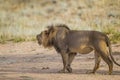 Young black-maned lion calling at a water hole in the Kalahari desert