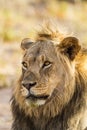 Young black-maned lion calling at a water hole in the Kalahari desert