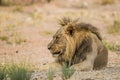 Young black-maned lion calling at a water hole in the Kalahari desert