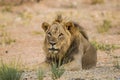 Young black-maned lion calling at a water hole in the Kalahari desert