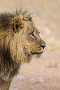 Young black-maned lion calling at a water hole in the Kalahari desert