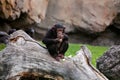 Young black mankey chimpanzee sitting on a large tree