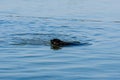 Young black mastiff dog swimming in a sea