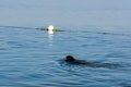 Young black mastiff dog swimming in a sea