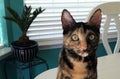 Young black and orange cat with potted palm on white table