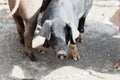 Young black pig at a pig farm Royalty Free Stock Photo