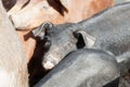 Young black pig at a pig farm Royalty Free Stock Photo