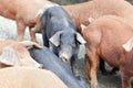 Young black pig at a pig farm Royalty Free Stock Photo