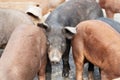 Young black pig at a pig farm Royalty Free Stock Photo