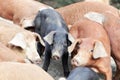 Young black pig at a pig farm Royalty Free Stock Photo