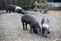 Young black pigs Royalty Free Stock Photo