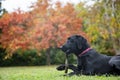 Young black purebred labrador retriever lying in green grass chewing on a stick Royalty Free Stock Photo