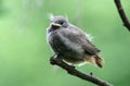 Young black redstart