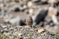 A young black redstart - Phoenicurus ochruros sits on stones