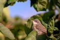 A young black redstart Phoenicurus ochruros