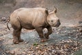 Young black rhino calf portrait