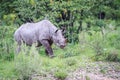 Young Black rhino calf walking. Royalty Free Stock Photo