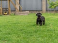 Young Black Riesenschnauzer or Giant Schnauzer dog on the grass